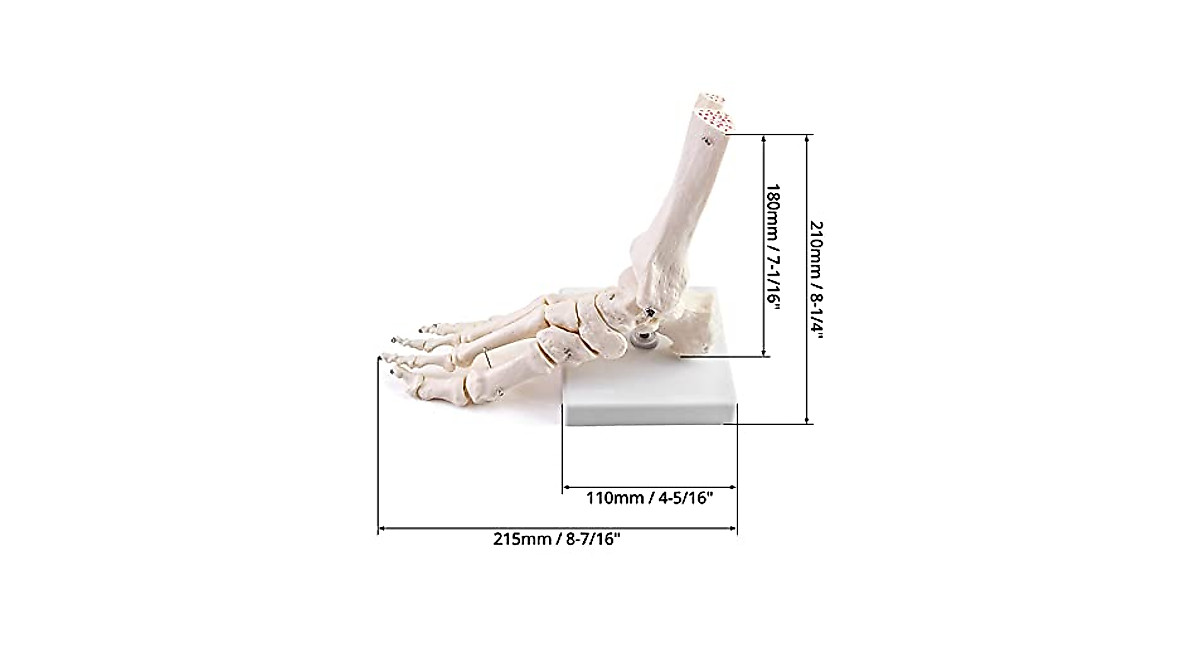 QWORK Life Size Human Foot & Ankle Skeleton Model - Right, Fully Articulated For Medical Study