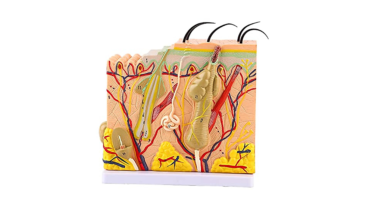 Skin Anatomy Model - 50X Educational Teaching Aid