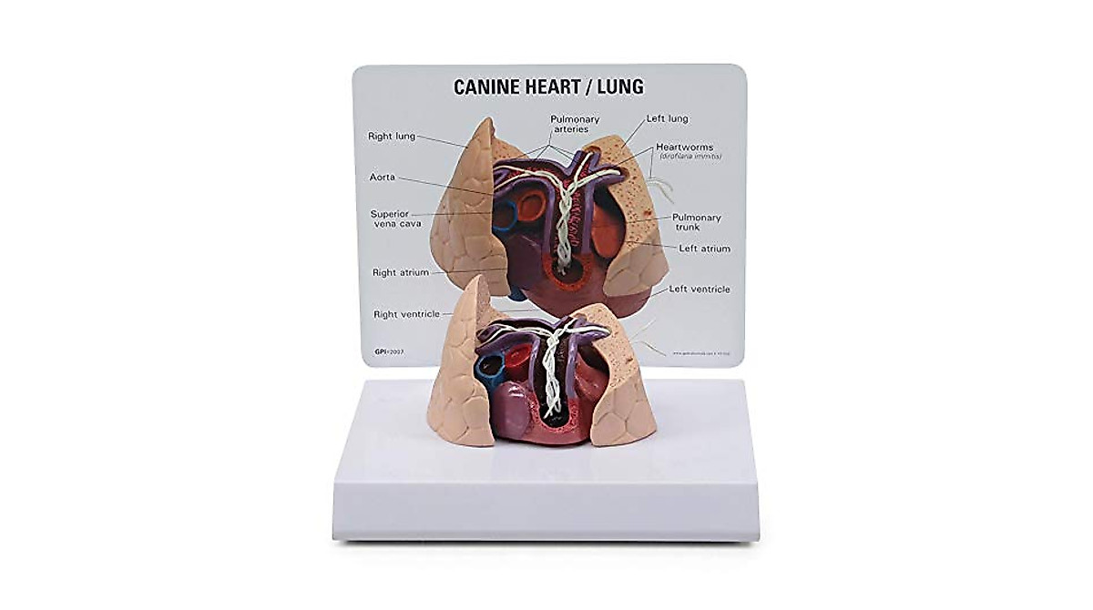 Canine Heart and Lungs Model with Heartworm Infestation for Vet Education