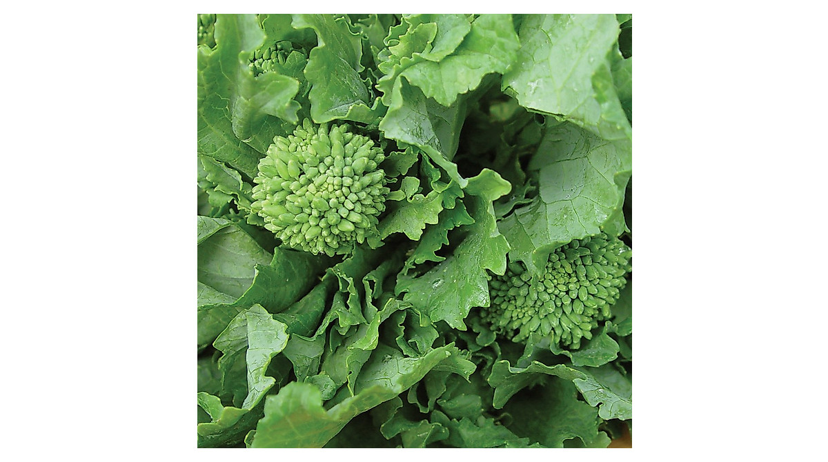 Burpee Raab Spring Broccoli Seeds – 400 Seeds