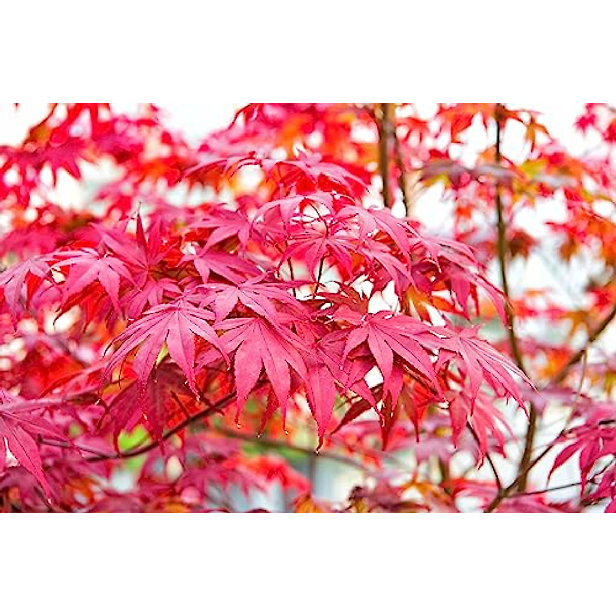 5 Types Bonsai Tree Kit for Garden Lovers