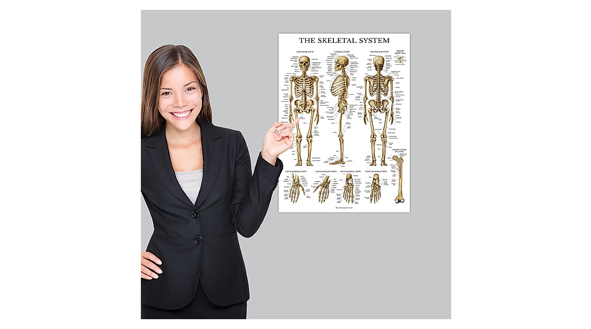 Palace Learning Anatomical Poster Set - 4 Pack