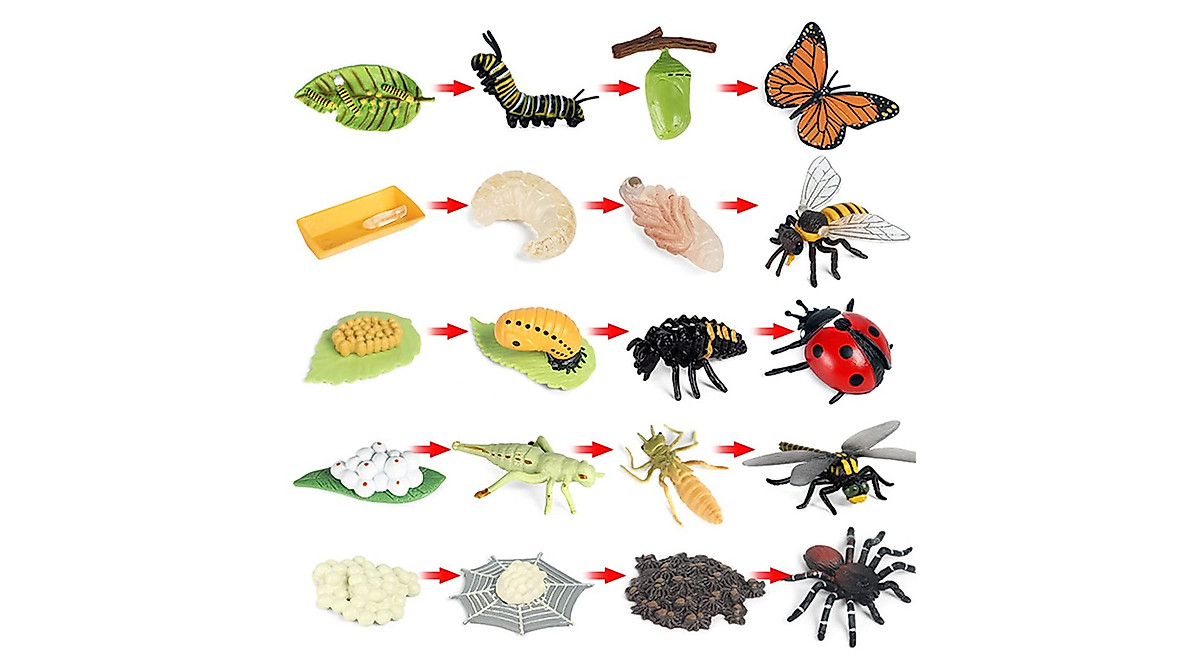 20 PCS Life Cycle Insect Figurines - Educational Science Toys for Kids