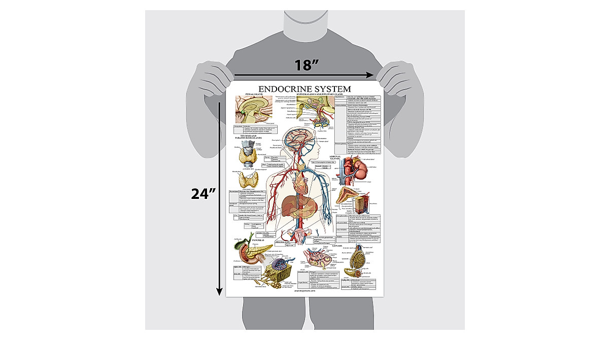 Laminated Endocrine System Chart - Durable Anatomy Poster