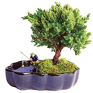 thumbnail image 2 of Outdoor Bonsai Plants Brussel's Live Green Mound Juniper Outdoor Bonsai Tree - 3 Years Old In Zen Pot Juniper Stems 2 of 9