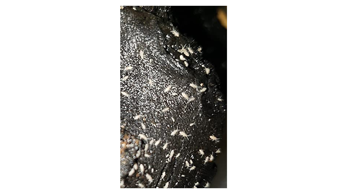 Tropical Springtail Cultures for Terrariums & Vivariums