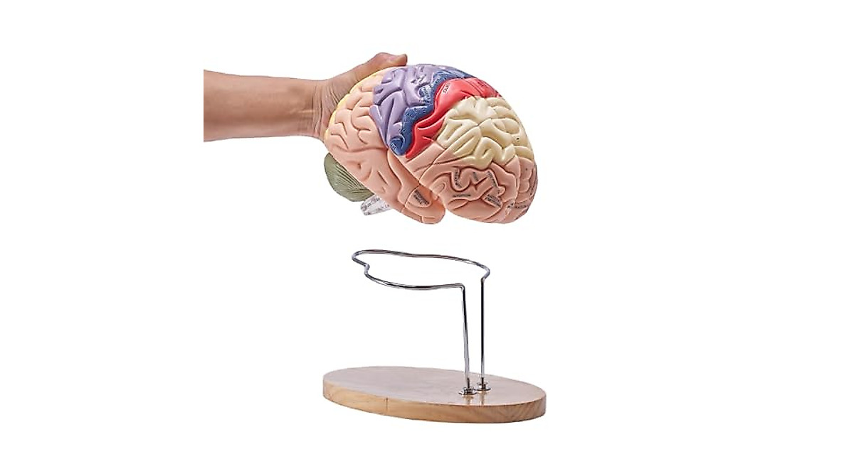 Human Brain Model 9-Part Life Size Anatomy Tool for Education