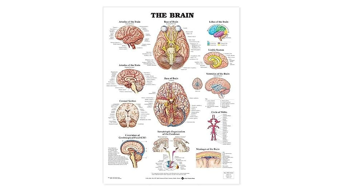 The Brain Anatomical Chart | US Study & Consultation Guide