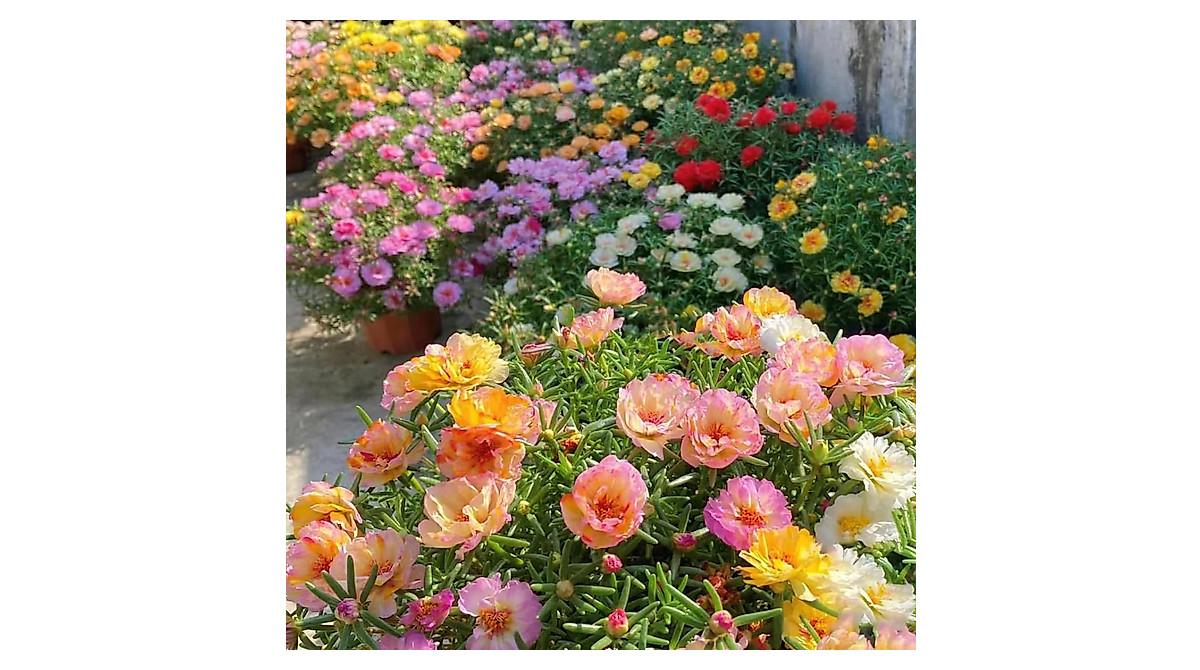 Moss Rose Seeds - 10000 Mixed Colors for Vibrant Gardens