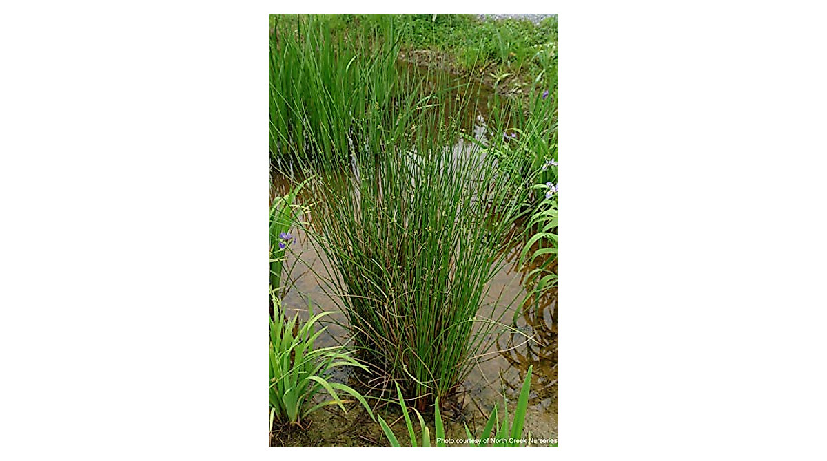 Common Soft Rush Ornamental Grass - Rich Green Foliage