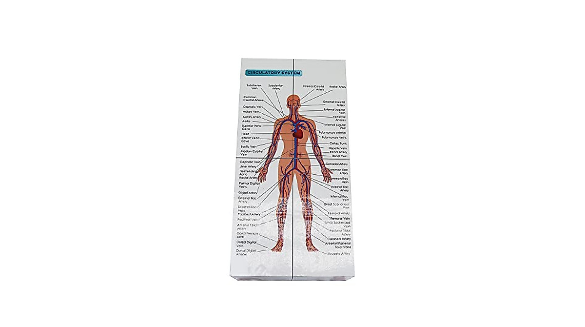 Human Anatomy Study Cube | Study 9 Parts Of The Jordan
