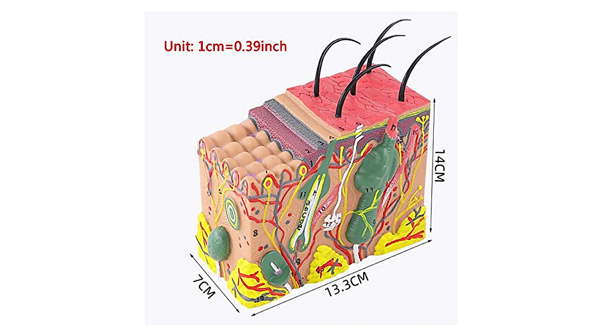 Educational 35X Enlarged Human Skin Anatomy Model for Science Class