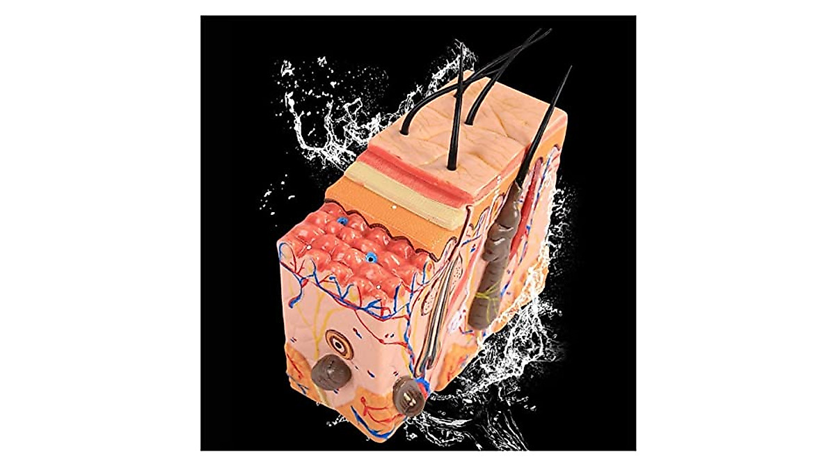 Human Skin Anatomy Model for Medical Study & Teaching