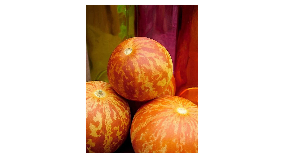 Tigger Melon Seeds for Ornamental Pot Garden Planting - 50 Count