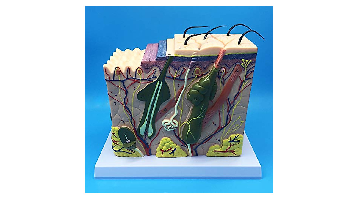 70X Enlarged Human Skin Model for Study & Education