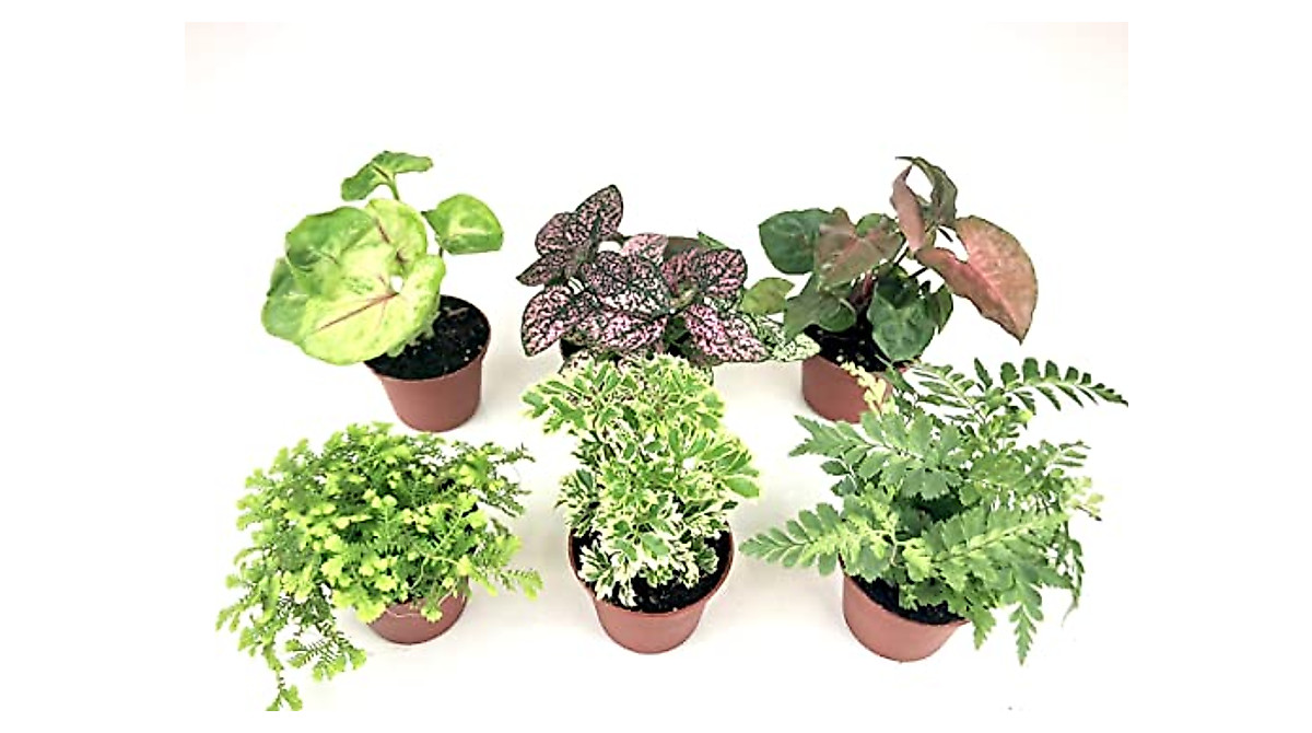 Mini Terrarium Plants Pack — 6 Assorted Fairy Garden Plants