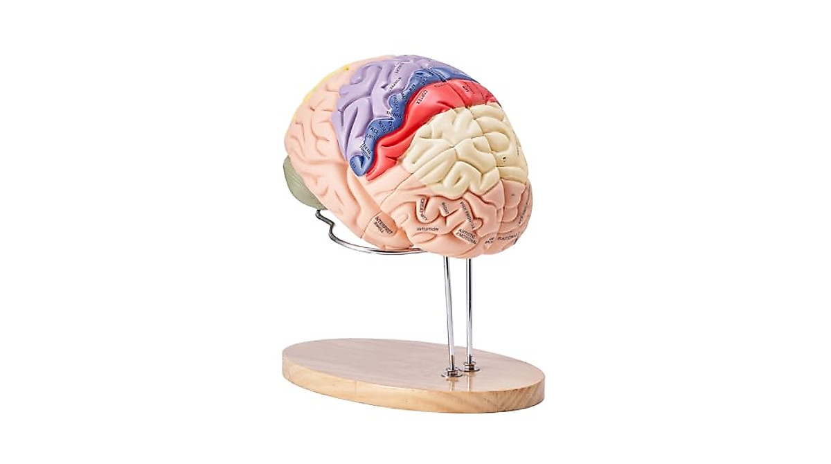 Human Brain Model 9-Part Life Size Anatomy Tool for Education
