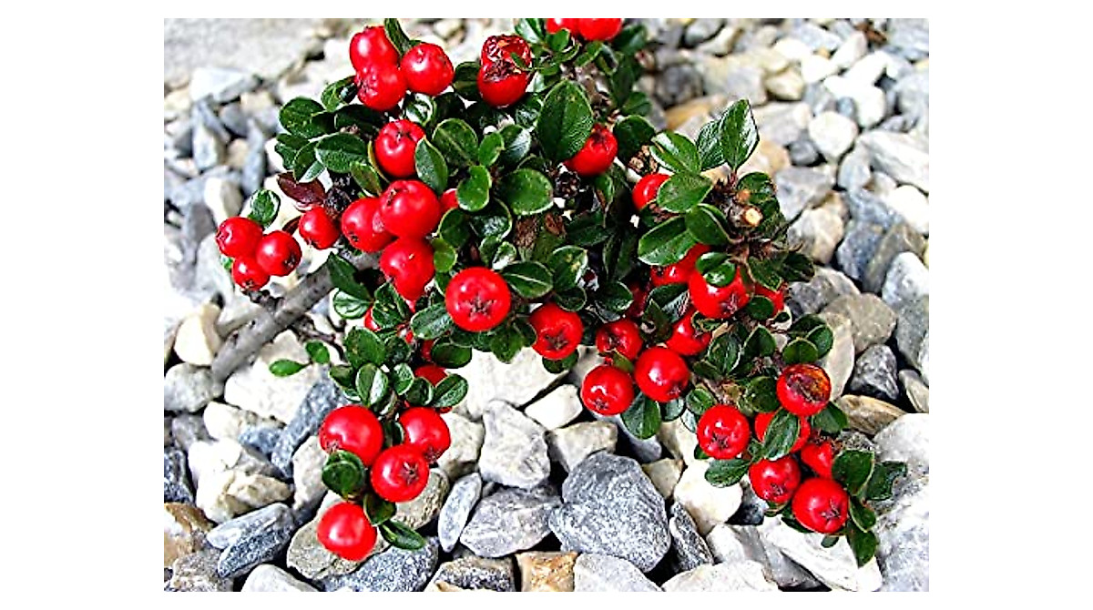 ROCKSPRAY COTONEASTER (cotoneaster horizontalis) A SPREADING SHRUB 20