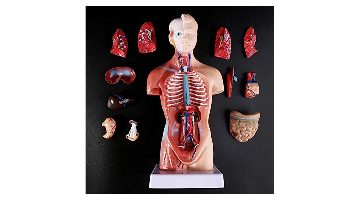 Human Torso Model for Anatomy Education