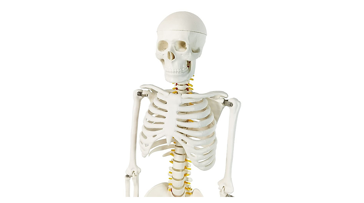 Evotech Mini Human Skeleton Model - 33.5