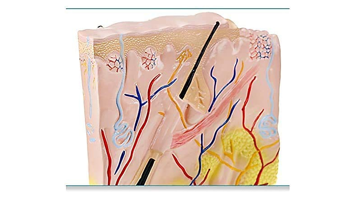 Human Skin Structure Model for Medical Students