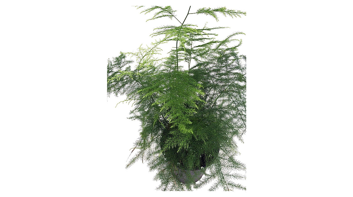 Fern Leaf Plumosus Asparagus Fern - Easy Indoor Houseplant