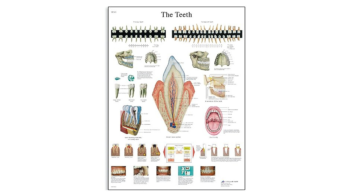 3B Scientific Teeth Anatomy Chart | Laminated Poster 20