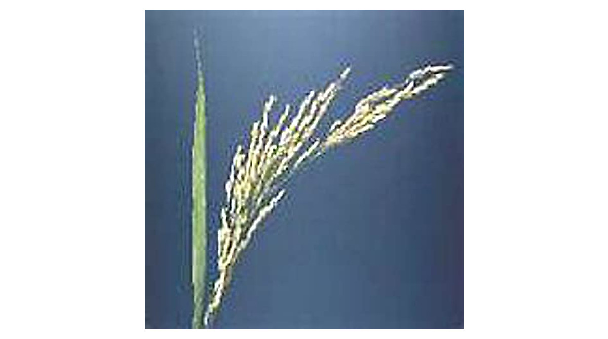 Grow Your Own Long Grain Rice Seeds - Non-GMO & Heirloom
