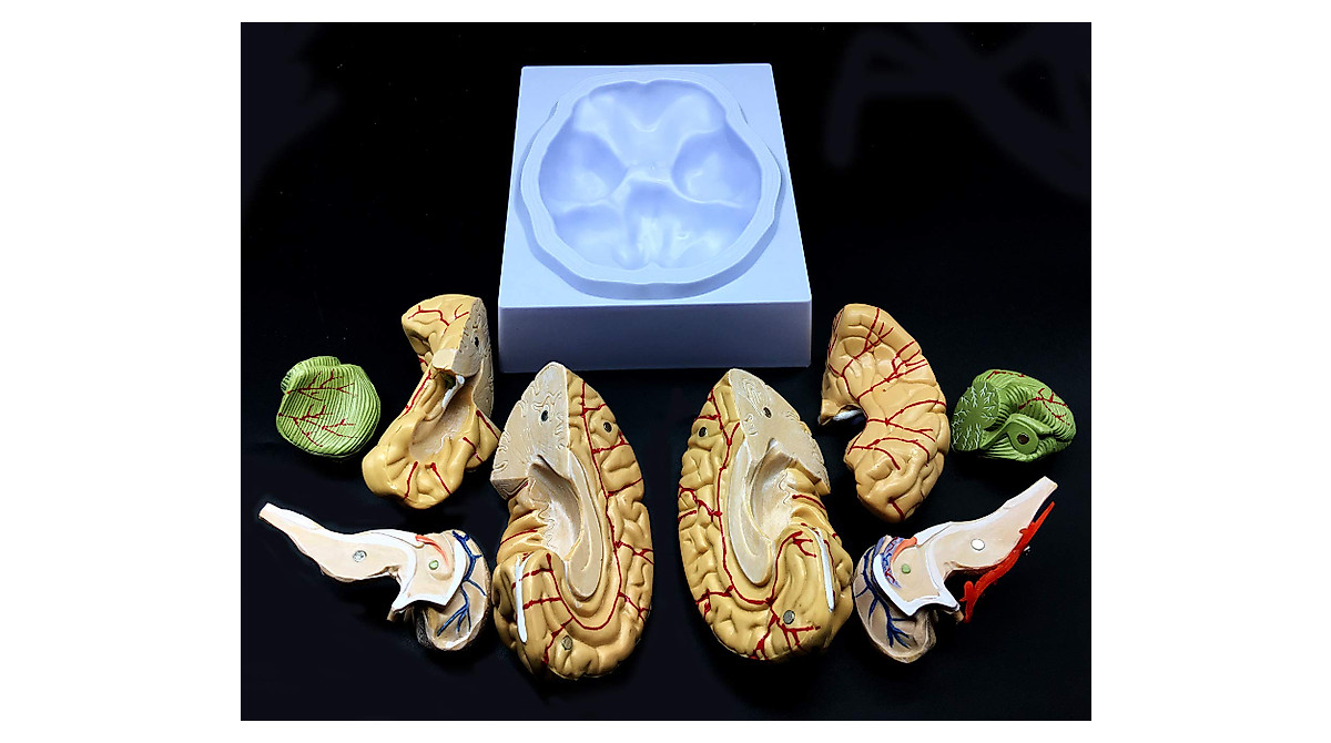 Human Brain Model, Anatomically Accurate Brain Model Life Size Human ...
