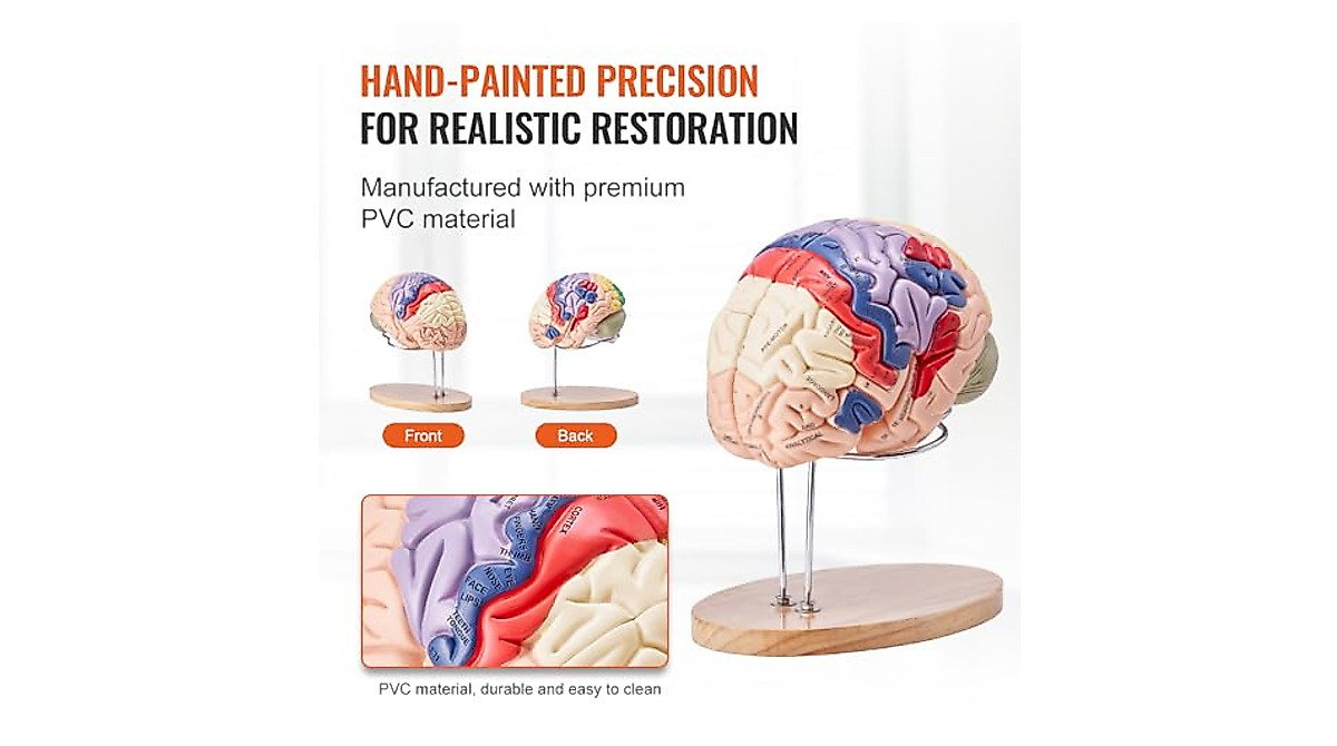 Human Brain Model 9-Part Life Size Anatomy Tool for Education