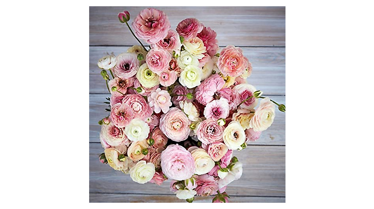 Ranunculus Bulbs Porcelaine - Vibrant Pink Flowers for Gardens