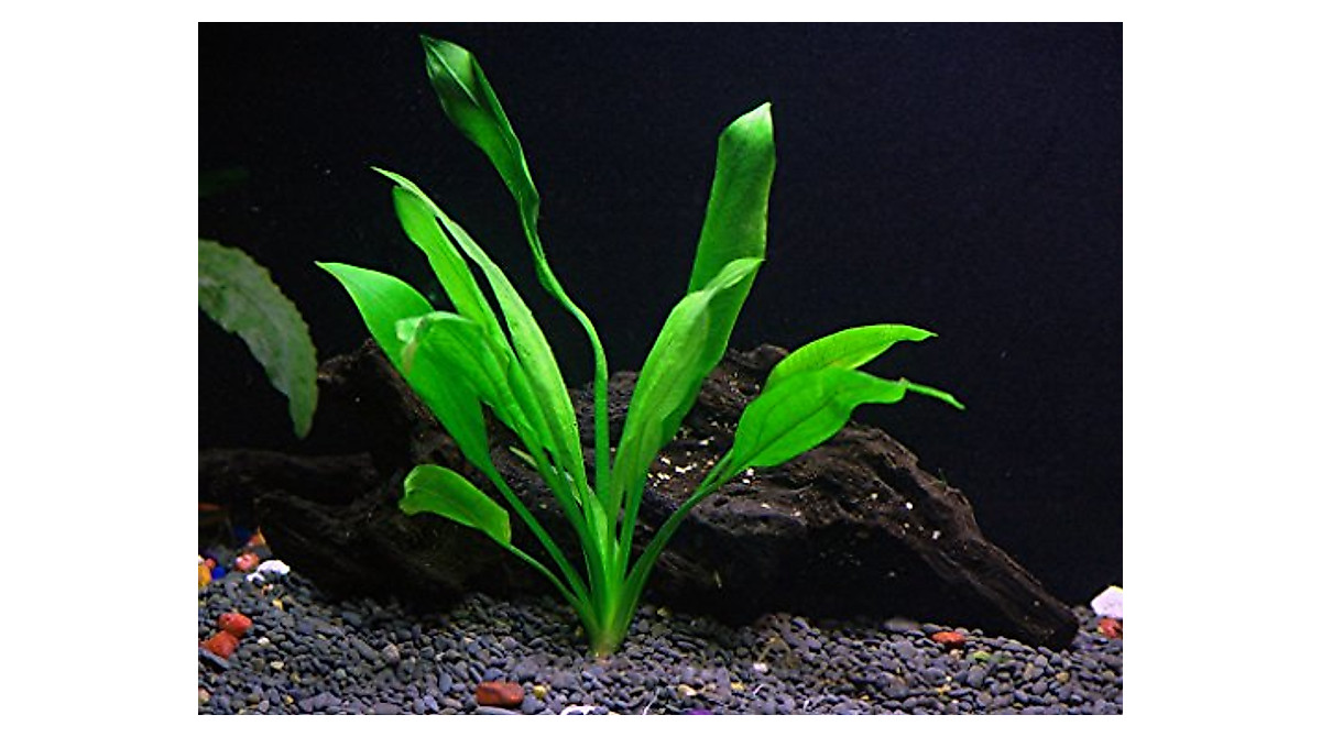 Discus-Warm Water Aquarium Plant Bundle – Easy Care for Discus Fish