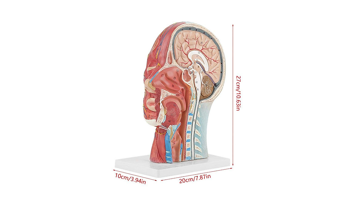 Human Head Anatomy Model for Medical and Educational Use