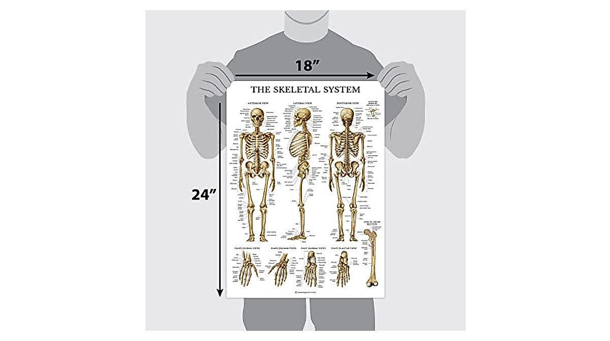 20 Anatomical Posters Set - Human Body Systems Charts for Education