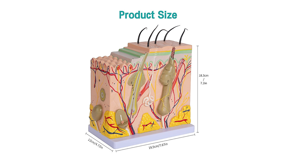 LVCHEN Skin Anatomy Model - 50X Educational Diagram