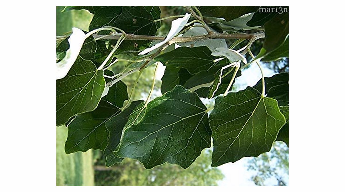 50 Hybrid Poplar Trees - Fast-Growing, Cottonless & Low Maintenance