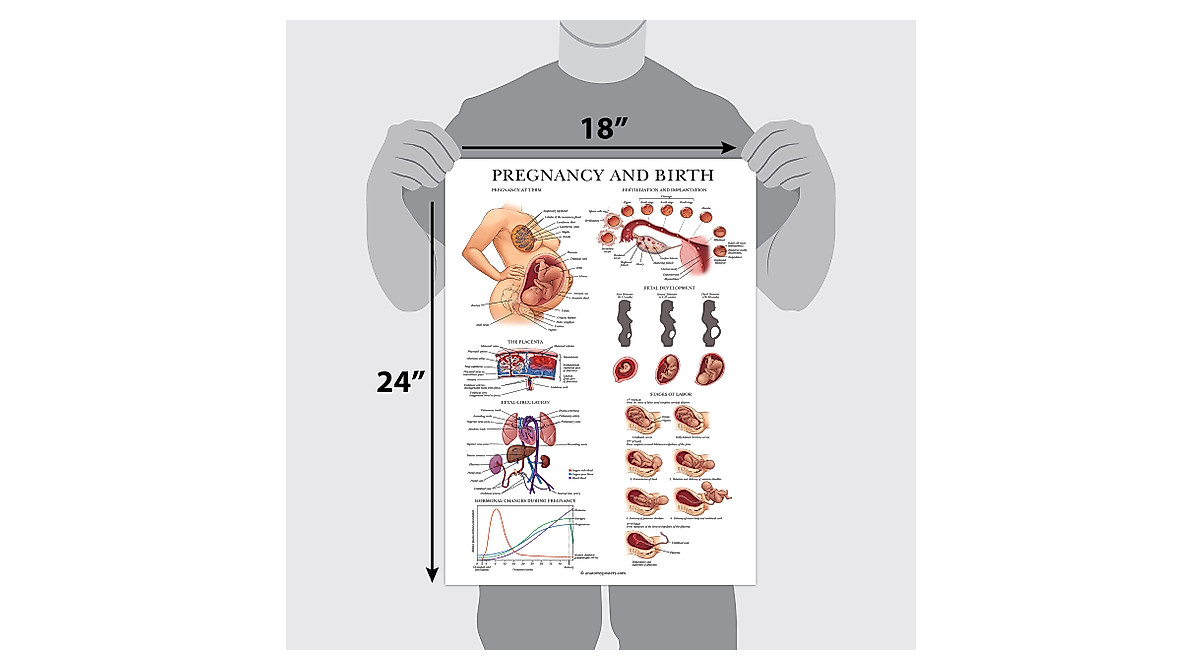 Female Reproductive & Pregnancy Anatomy Posters Set | Durable Learning ...