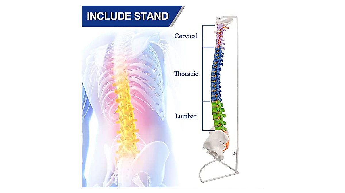 Ultrassist Life Size Human Spine Model - Educational & Medical Tool