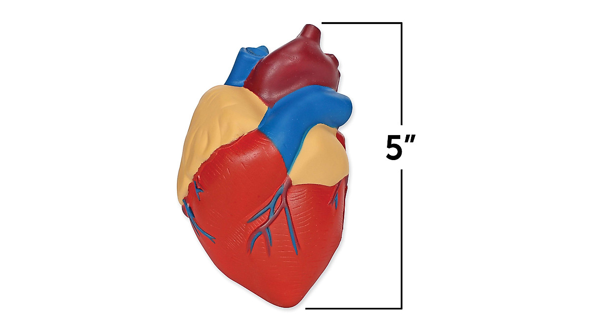 Learning Resources Cross-Section Human Heart Model for Kids