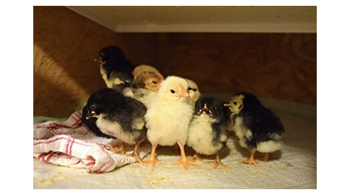 SWEETER HEATER - Safe Infrared Heater for Pets & Chicks