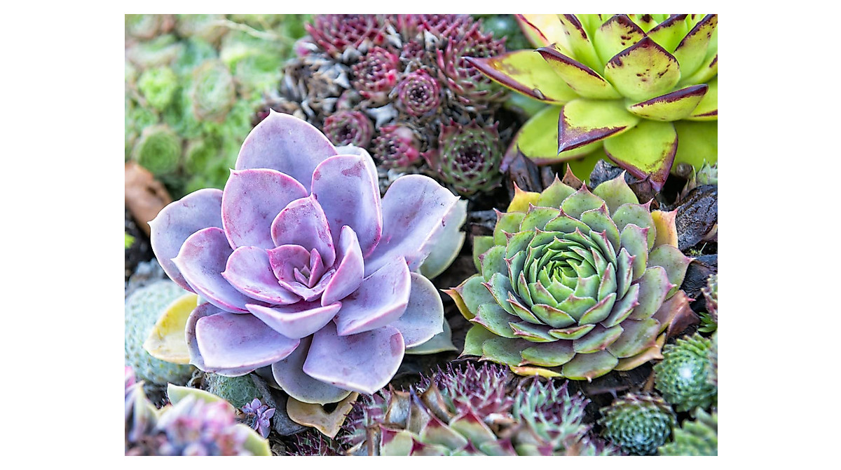 thumbnail image 2 of 800pcs Mix Rare Succulent Seeds For Planting, DIY Bonsai 2 of 12