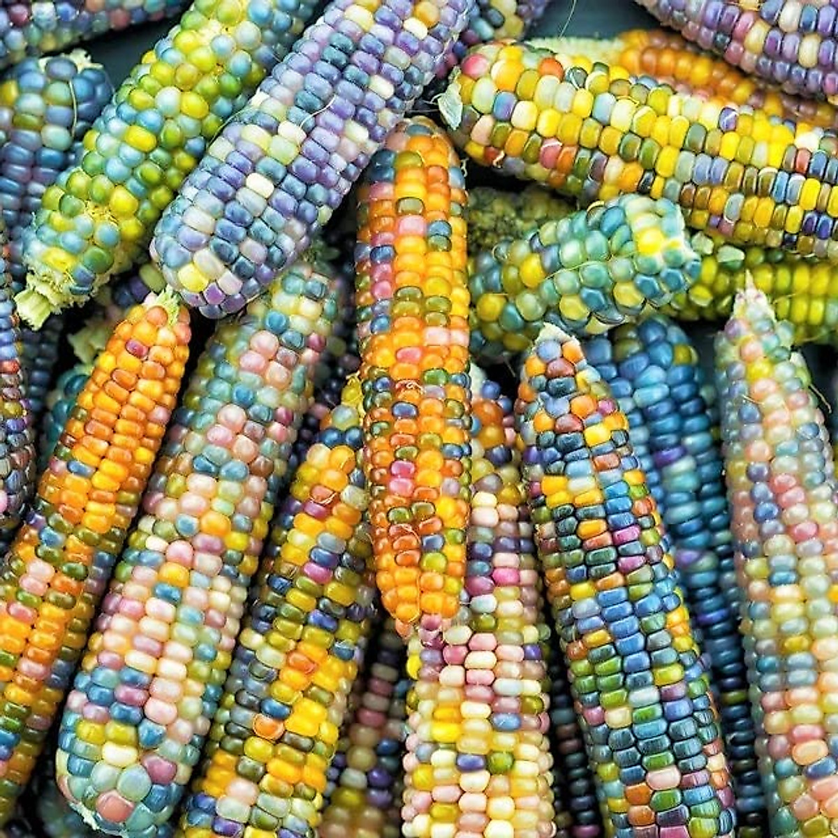 TomorrowSeeds Glass Gem Ornamental Corn Seeds - 40+ Rainbow Colors
