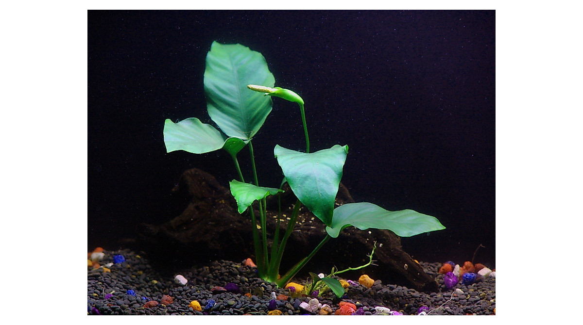 Anubias Barteri & Java Fern Aquarium Plants - Easy Care Bundle