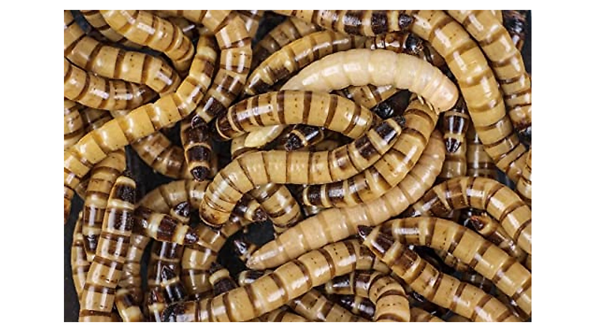 Surmen Legacy Live Superworms - 200 Count for Pets