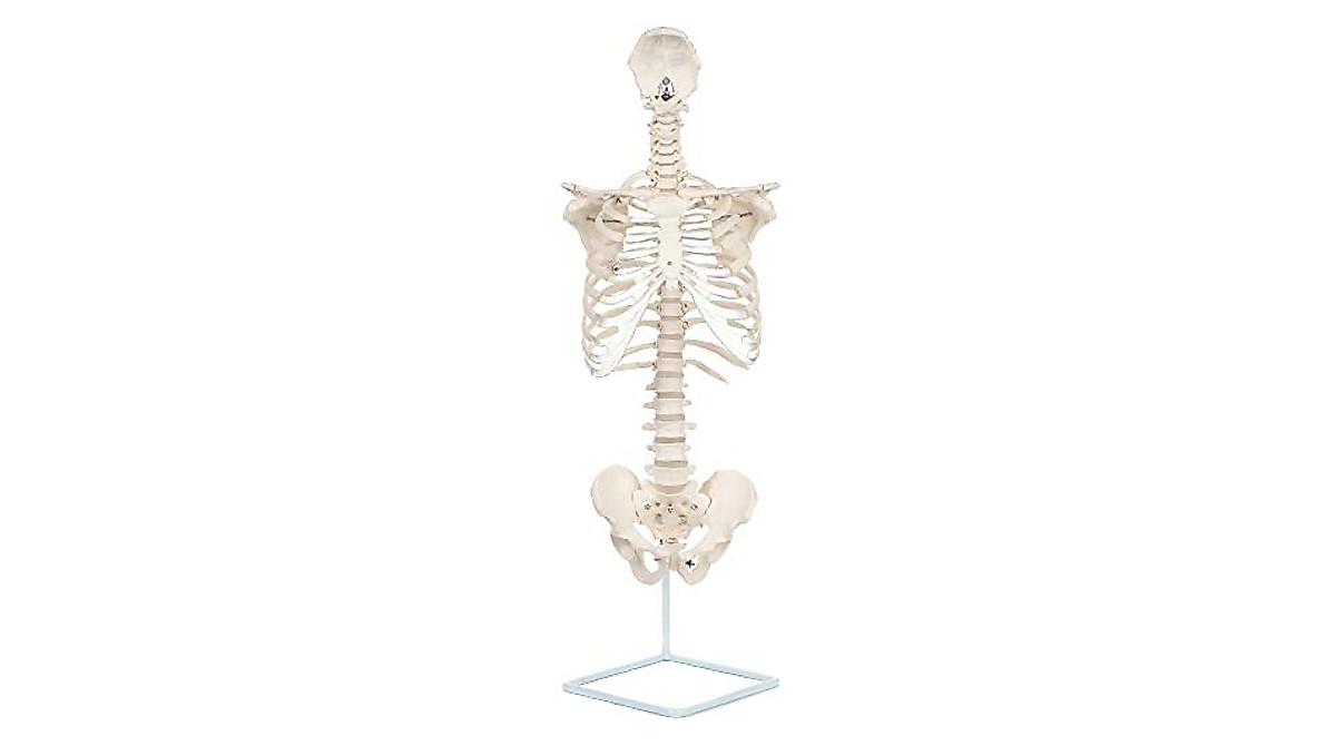Axis Scientific Rib Cage Anatomy Model - Life Size & Detailed