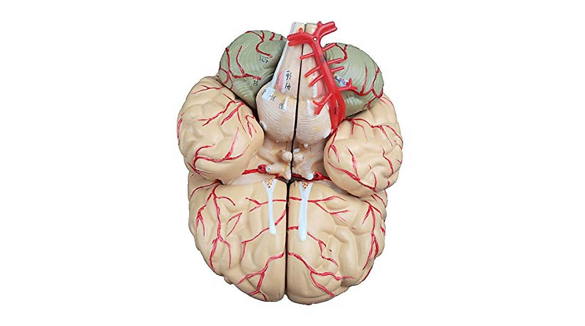 Life Size Human Brain Model with Arteries - 9 Parts