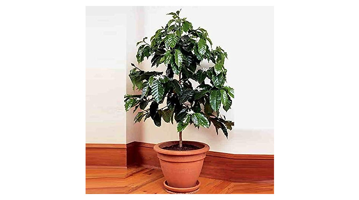 Grow Your Own Arabian Coffee Tree Dwarf Plant | Seeds4planting