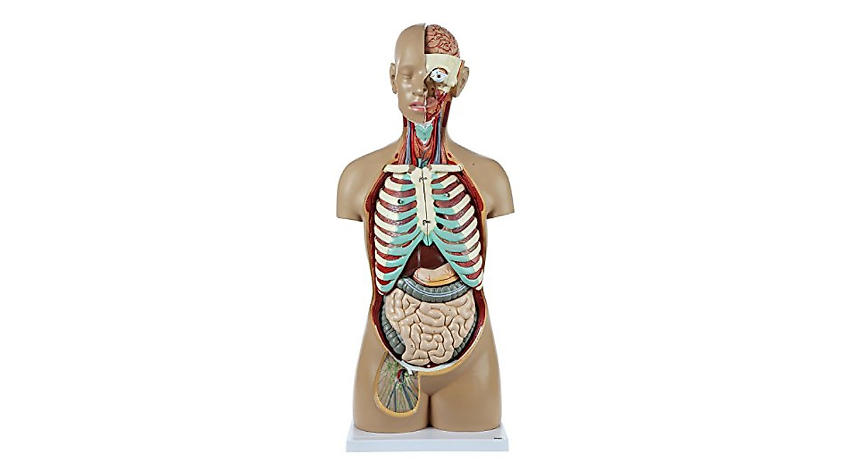 Human Torso Model with 18 Removable Organs | Detailed Anatomy Study