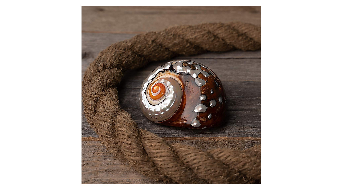 African Turbo Shells for Hermit Crabs – Nautical Décor