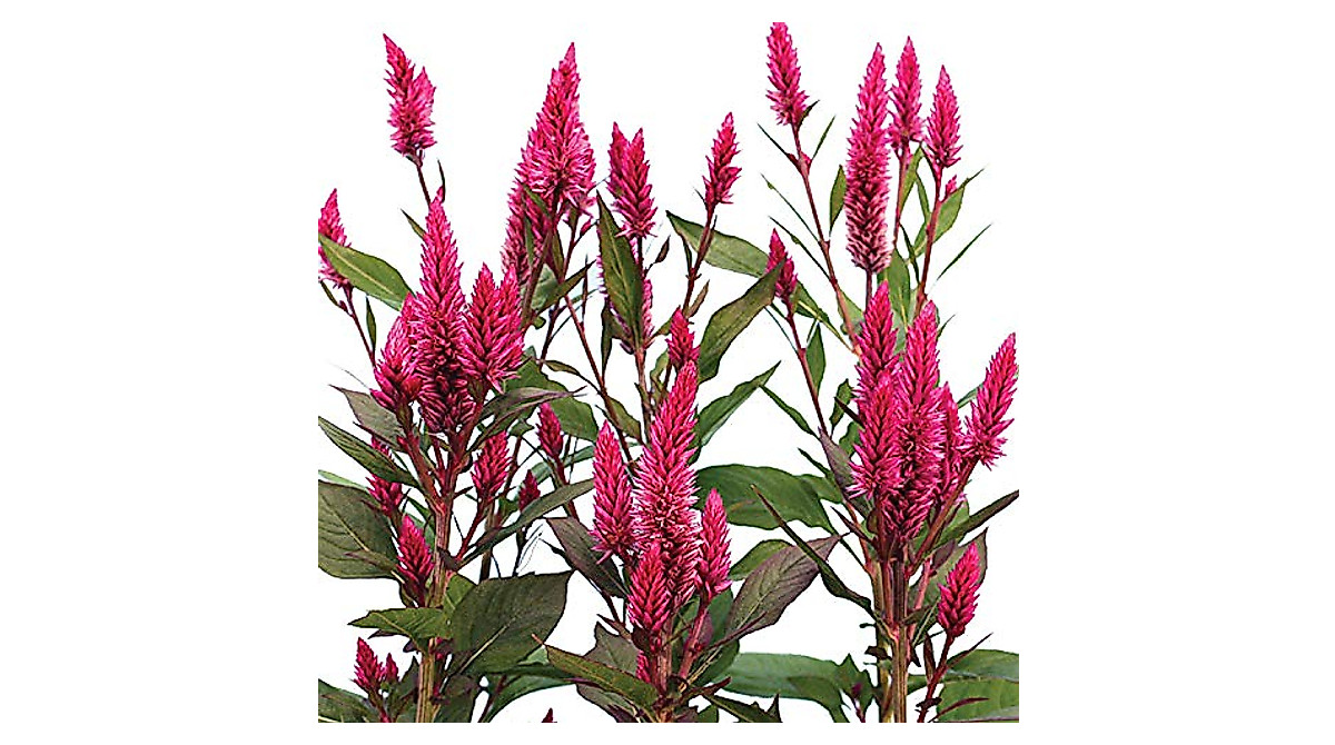 Celosia Asian Garden Seeds - Vibrant Fuchsia & Pink Blooms